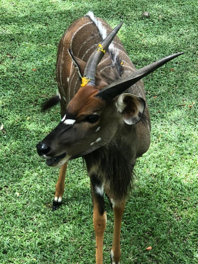 Jock Of The Bushveld Hotell Barberton Exteriör bild