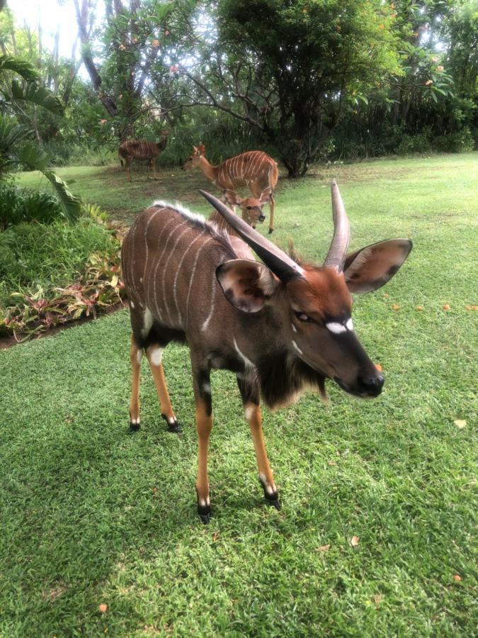 Jock Of The Bushveld Hotell Barberton Exteriör bild