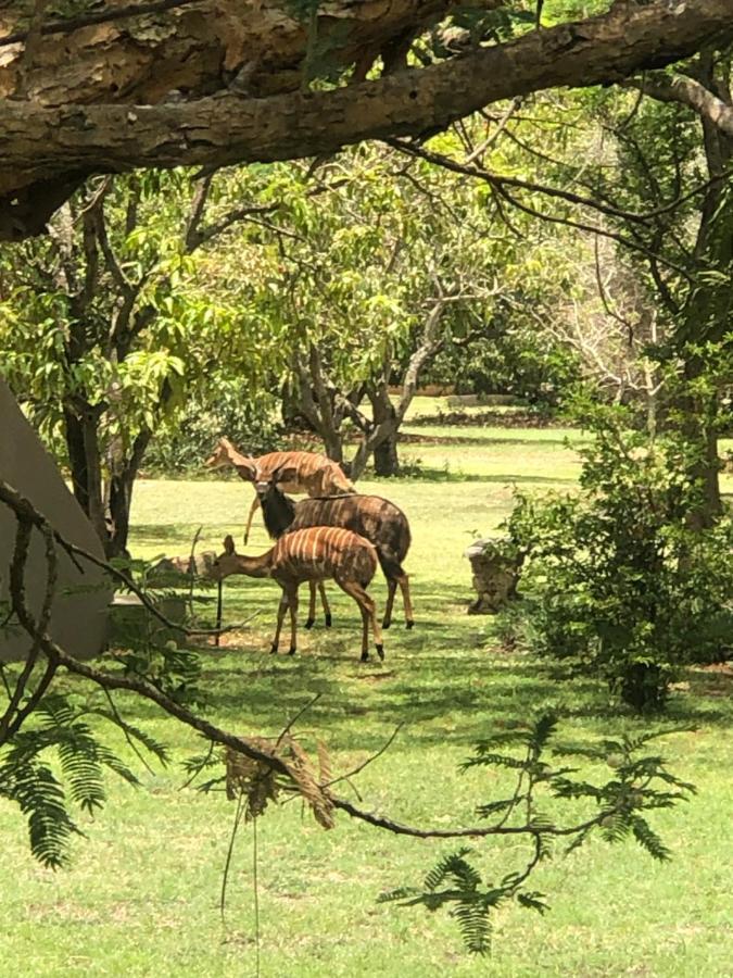 Jock Of The Bushveld Hotell Barberton Exteriör bild